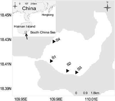 Carbon Transfer Processes of Food Web and Trophic Pathways in a Tropical Eutrophic Seagrass Meadow